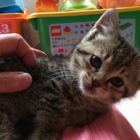 あおい (@iris_5_1) 's Twitter Profile