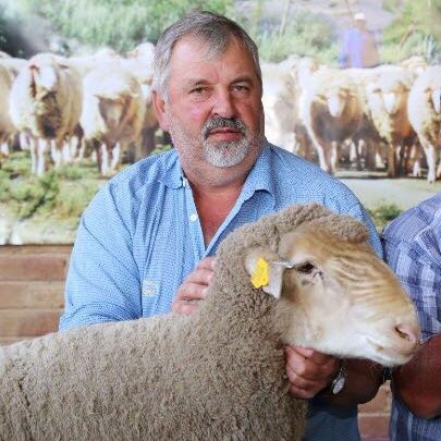 •Working farm, merino's since 1929
•Council member of Merino South-Africa •Flying Pigeons
•Dairy Farm