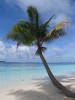 SunnyPalm's profile picture. Enjoy the tropical life, beachcombing, organic foods, protecting the environment.
