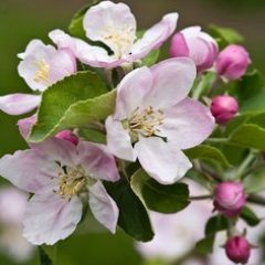 GreenAngel888's profile picture. We believe strongly we won't give up continuing to fight for a change. God blesses Canada 🙏🙏🙏  #LiberalMustGo