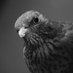Dan Bull (@joblowphoto) Twitter profile photo Dan Bull (@joblowphoto) Twitter profile photo