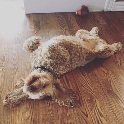 Travward24's profile picture. Working on a mystery, born wherever it leads . I enjoy a Scattered brew and some moose stew. Stay away from Vodka #Trustme #TeamMolson