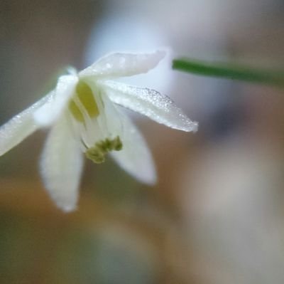 植物の観察日記
ぼちぼち更新していきます(^^)
気になっての無言フォローすいません