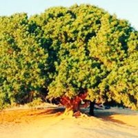 Gizli_Sâdık ༼мз༽ (@hudena_) Twitter profile photo