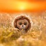 solparak's profile picture. با احتیاط خوانده شود ⚠️
