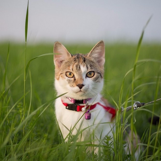 🐈 Tips & Advice on Travel and Care for your furry feline friends. Visit us at https://t.co/tqh8GXLPe0 or https://t.co/R9GiOe2ZJM🐈