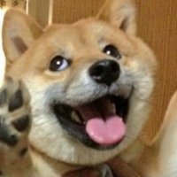 ヒロ (@chiffon_star) 's Twitter Profile