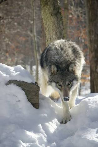 この世で1番好きな動物は狼🐺
狼こそ我ら人間の良きパートナーである。
自分は狼を心の底からこよなく愛する。
自分と同じ狼好きの方々よりも多分やけど自分の方が人一倍狼の知識を身につけていると思う？！
ツイッターでのこれからの目標。
自分から積極的に自分と同じ真の狼好きの方々と交流しお友達になる事。