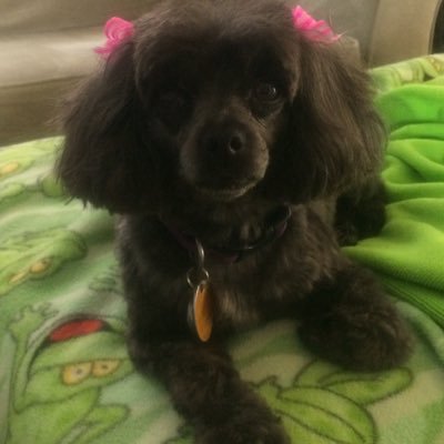 IFB. #resistance #ImpeachTrump #lovemyyorkiepoo #TrumpRussia