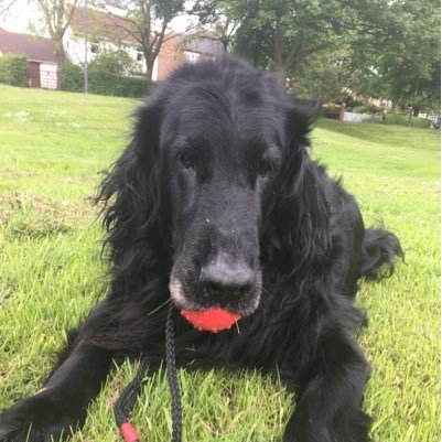 I was a 13 year old flat coated retriever and I ❤️ ed sleeping, eating, pumping and wandering about with me ball!  #RIP sweetheart love you forever 💔