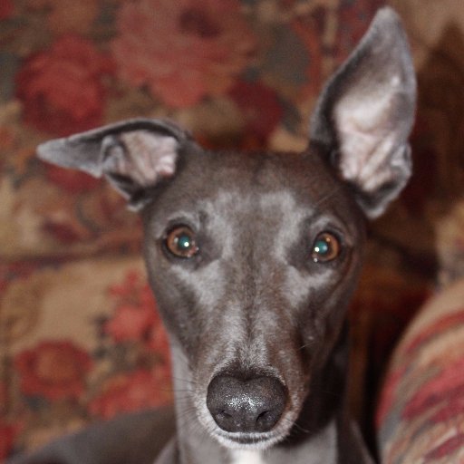 A beautiful blue whippet owning, animal loving free thinker 🇮🇪 🇮🇹
