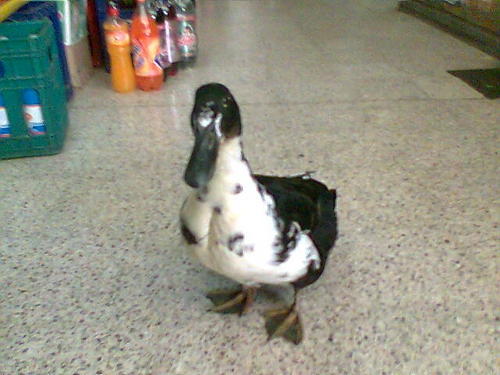 Kirapato's profile picture. Creci entre revistas y television, desconocia el internet y trafico comics.