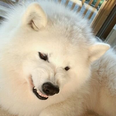 《今日のサモエド samoyed》
サモエドの写真を載せています。スキージョアリングもしています。無口なので反応は鈍いですのであしからず🔰