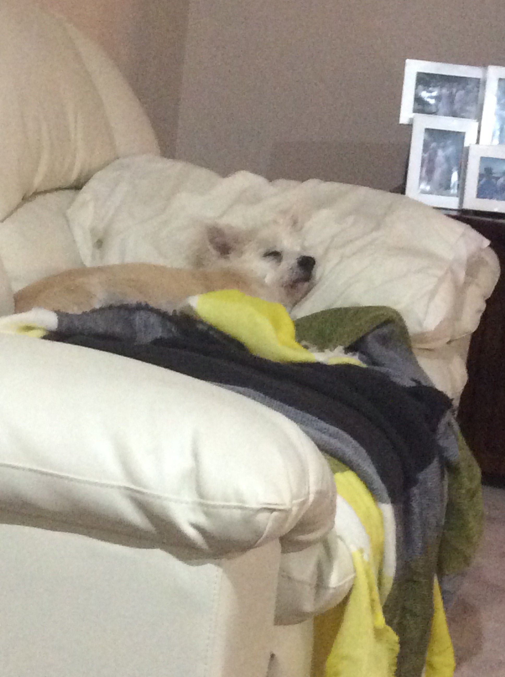 zavev's profile picture. 