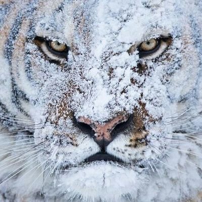 Student_of_War's profile picture. War is the most important thing in the world, to ignore it is to embrace peril.