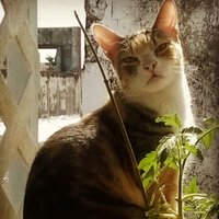 Mechi 💚⭐⭐⭐🇦🇷 (@mechipv) 's Twitter Profile Photo Mechi 💚⭐⭐⭐🇦🇷 (@mechipv) 's Twitter Profile Photo