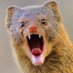 Biotech "2020 2: This Time With Feeling" Mongoose (@biotechmongoose) Twitter profile photo Biotech "2020 2: This Time With Feeling" Mongoose (@biotechmongoose) Twitter profile photo