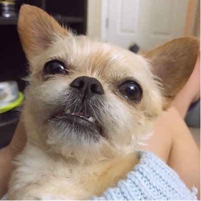 @darshelle_'s little side kick! | Instagram: thescrappydog