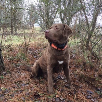 trippedog15's profile picture. Demon Deacon’72 🎩; lifelong O’s & BALTIMORE Colts fan; Chessie fan; Independent 🇺🇸🏴󠁧󠁢󠁳󠁣󠁴󠁿