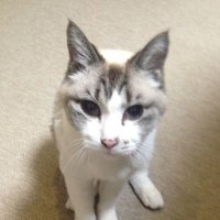 googoojob (@googoojob9999) 's Twitter Profile