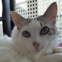 Monica Dias (@monikitadias) 's Twitter Profile