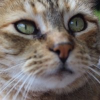 Elizabeth H. Smith (@bethsmithwrites) 's Twitter Profile