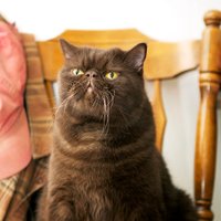 Dustin Siegel (@dsiegel51) 's Twitter Profile