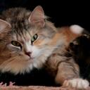 maria iannone - @gattosiberiano - Twitter