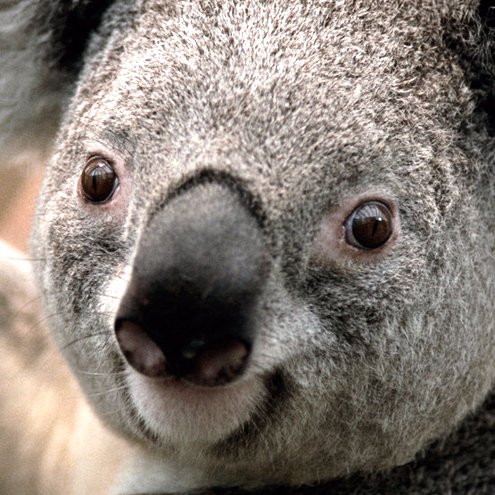 Petit koala curieux
