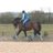 KJ_Dressage's profile image