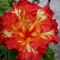 Joanne Rickman (@jojorickman) 's Twitter Profile