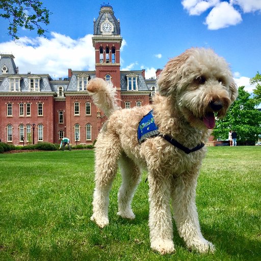 WVU John Chambers College of Business & Economics' official therapy dog and CDO (Chief Doodle Officer)