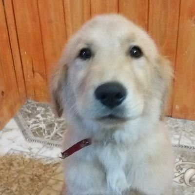 GustavoLMonte's profile picture. Un tipo comun que siempre va al frente, no traiciono y soy claro no ando con vueltas