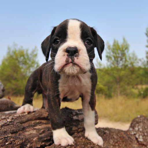 A&M Boxers is a premier breeder of Boxers. All of our boxers are AKA certified and come with official papers upon purchase.
 We raise healthy, loving, Boxers!