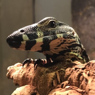 Smittiferous's profile picture. I like lizards. Breaking Point moderator and Arma 3: Breaking Point senior admin. https://t.co/69U6Qm3ihx https://t.co/JFTgRD59cj