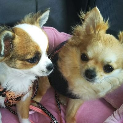 強気なビビりチワワ 外飼いチワワちゃん 昨夜 初めて行った住宅街の夜散歩 一軒家の柵の間から チワワの顔が ニョキっと 新築の半オープンな今風のお宅の庭先に鎖で繋がれたチワワ 犬小屋もあるし 外飼い 元気だし 清潔だし ありなのかぁ 強気なビビりチワワ 外飼いチワワちゃん 昨夜 初めて行った住宅街の夜散歩 一軒家の柵の間から チワワの顔が ニョキっと 新築の半オープンな今風のお宅の庭先に鎖で繋がれたチワワ 犬小屋もあるし 外飼い 元気だし 清潔だし ありなのかぁ