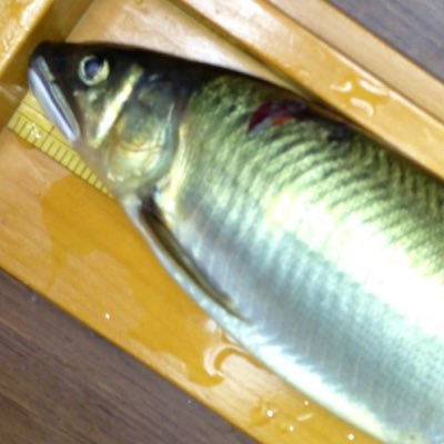 syaku_ayu's profile picture. 