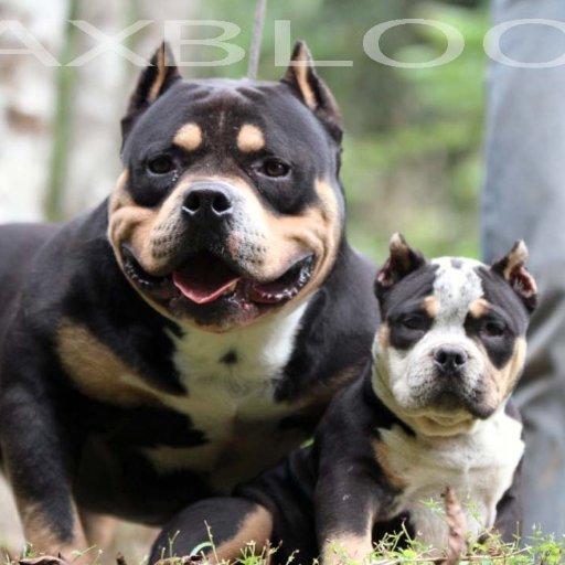 PetclubeAmigo's profile picture. Criação Ecológica e Sustentável de Cães Bully, Bulldog e Gatos Gigante Amigos para para uma Vida mais Feliz Petclube Google Facebook  http://t.co/d2HFNRx9JMEco
