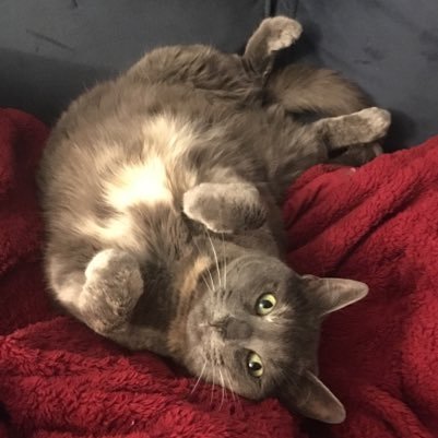 IngrieHatch's profile picture. 