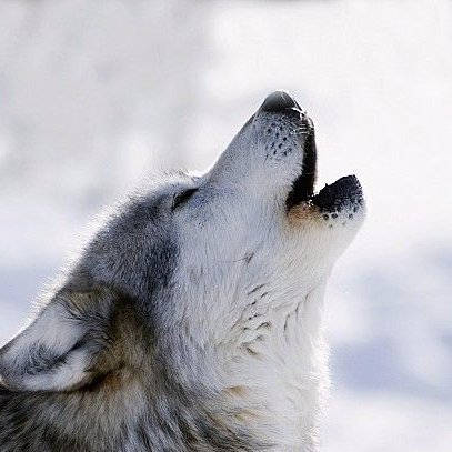 wibednaroski's profile picture. Just an FYI I do not own  my header or my profile photos