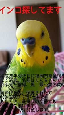 インコのりんちゃん迷子で初Twitterです。
たくさんのRT、いいね
本当に有り難うございます。
ちゃんとお礼を出来てませんが、
Twitterで、励まされ力付けられておりますm(_ _)m
始めたばかりで失礼も有りますが
宜しくお願いします🙇⤵

#鳥迷子 #迷子鳥 #拡散希望