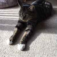 Jennifer (@jerseymom473) 's Twitter Profile Photo Jennifer (@jerseymom473) 's Twitter Profile Photo