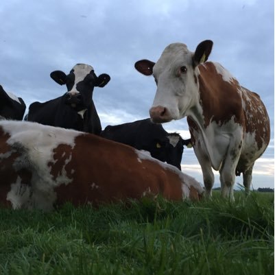 mickeyjoeclarke's profile picture. Dairy farming in North Mayo.
