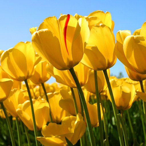 sophiacool08's profile picture. 