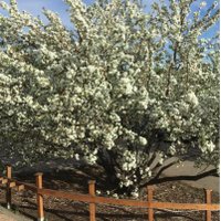 smart ask (@smartaskington) 's Twitter Profile