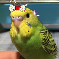 ☆インコ (@dddgjmt) 's Twitter Profile