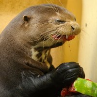 Shayne Sloggett (@sjsloggett) 's Twitter Profile