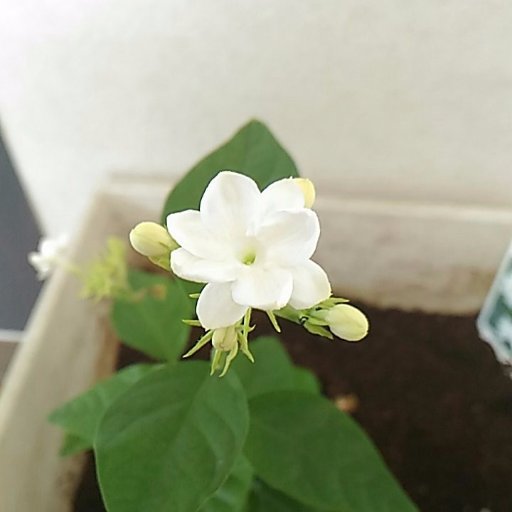 月に数回植物の写真を載せて、せっかく人様に見てもらって仲良くしていただいても、TL等を見るキャパが得られないのでテーマごとにアカウントを分ける事を断念しました😪こちら統合先のアカウントです。https://t.co/88aEaAE41M