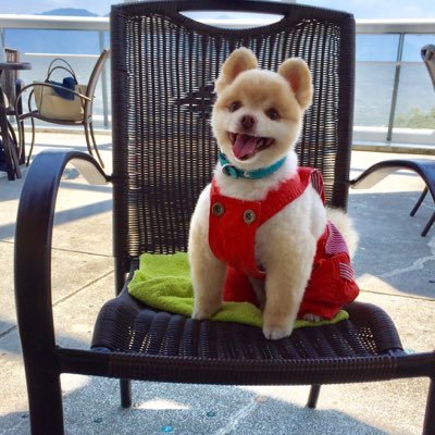 山梨人気コスドル犬 、ポメラニアンのまめ太君癒しの写真中心、ツイ何度かお引越し(ヽ´ω`)トホホ・・エロお断り、楽しく仲良くが基本✧*。(ˊᗜˋ*)✧*。
