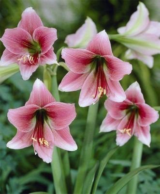 Wibe09918103's profile picture. Don't compare yourself with others